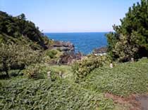 大島海浜植物群落