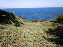 大島海浜植物群落
