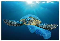 亀が海を泳いでいる描写