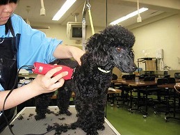 農業・畜産動物系