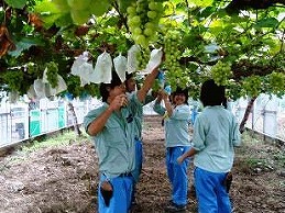 農業・園芸系