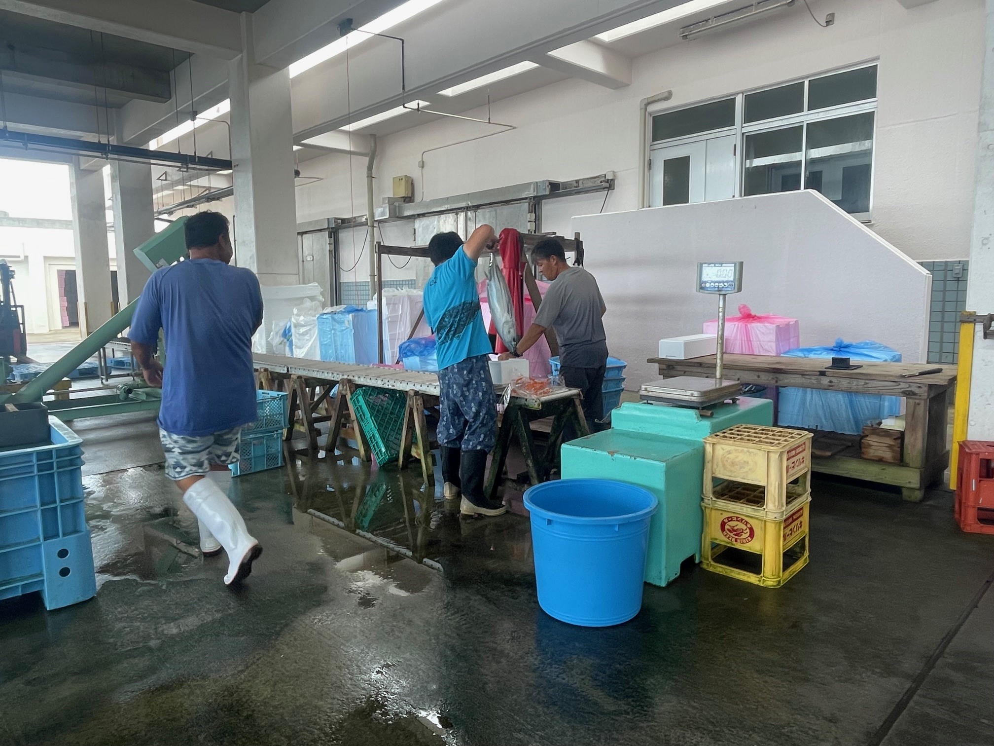 水揚げ後、梱包作業の様子
