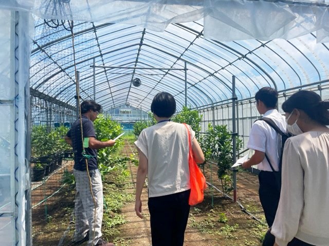 見学の様子（柑橘）