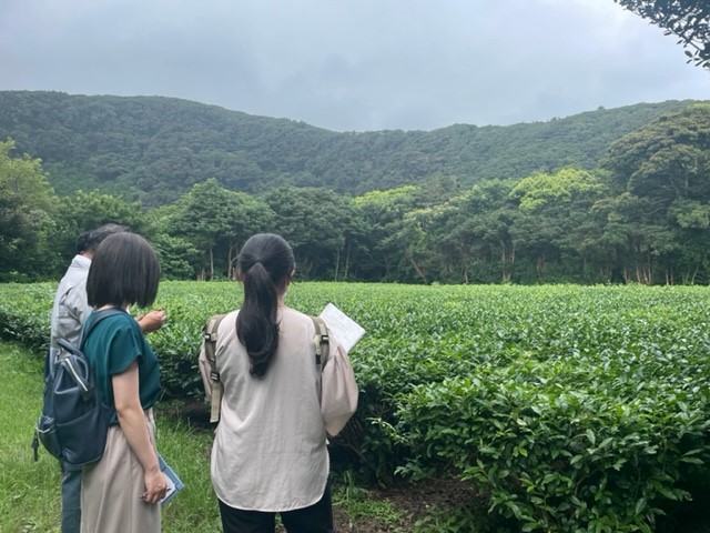 写真：農場見学の様子（お茶畑）