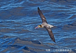 写真：アホウドリ