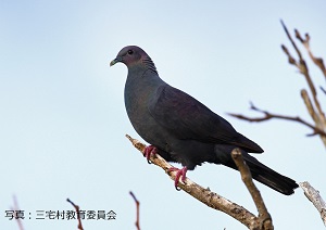 写真：カラスバト