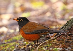写真：アカコッコ