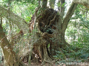 写真：御蔵の大ジイ