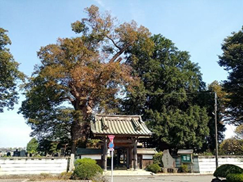 写真：梅岩寺のケヤキとカヤ