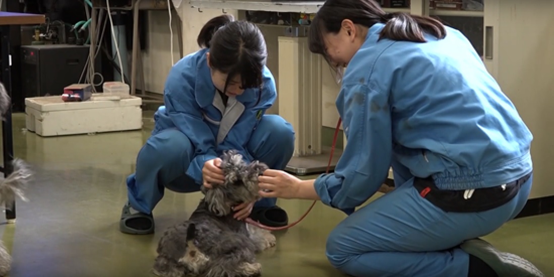 農業　動物系