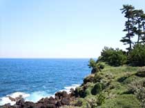 大島海浜植物群落