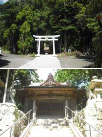 春日神社のイヌマキ群叢