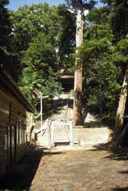 春日神社のイヌマキ群叢