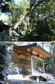 春日神社のイヌマキ群叢