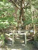 野増大宮神社のシイ樹叢・大宮神社