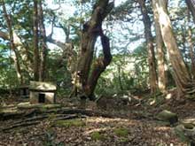 野増大宮神社のシイ樹叢・大宮神社